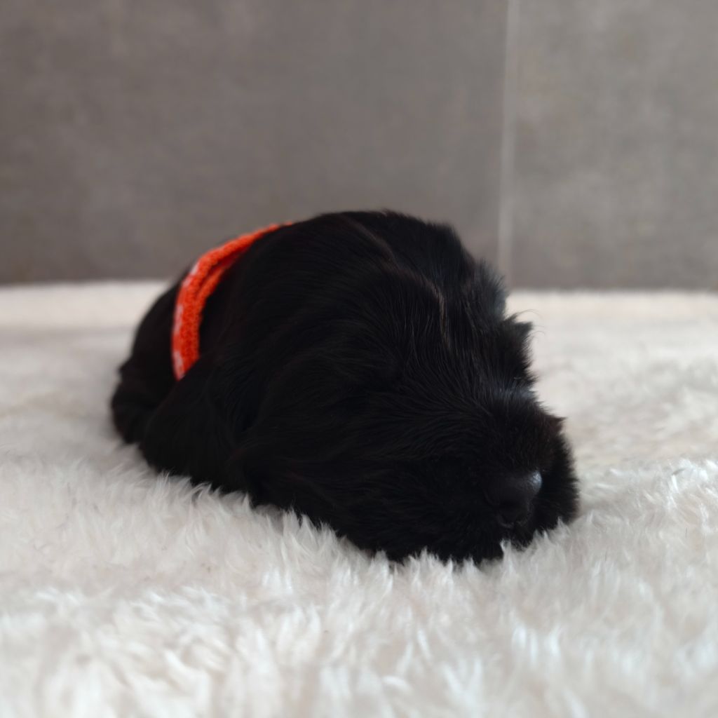 Du Royaume De Lecki - Chiots disponibles - Cocker Spaniel Anglais