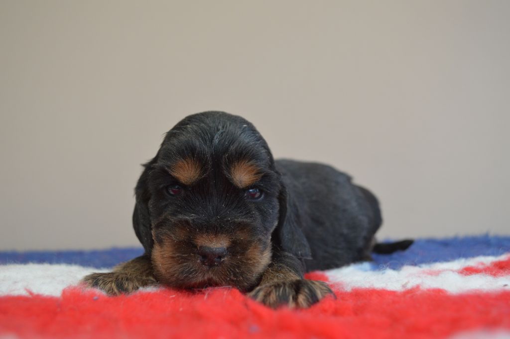 Du Royaume De Lecki - Cocker Spaniel Anglais - Portée née le 21/12/2020