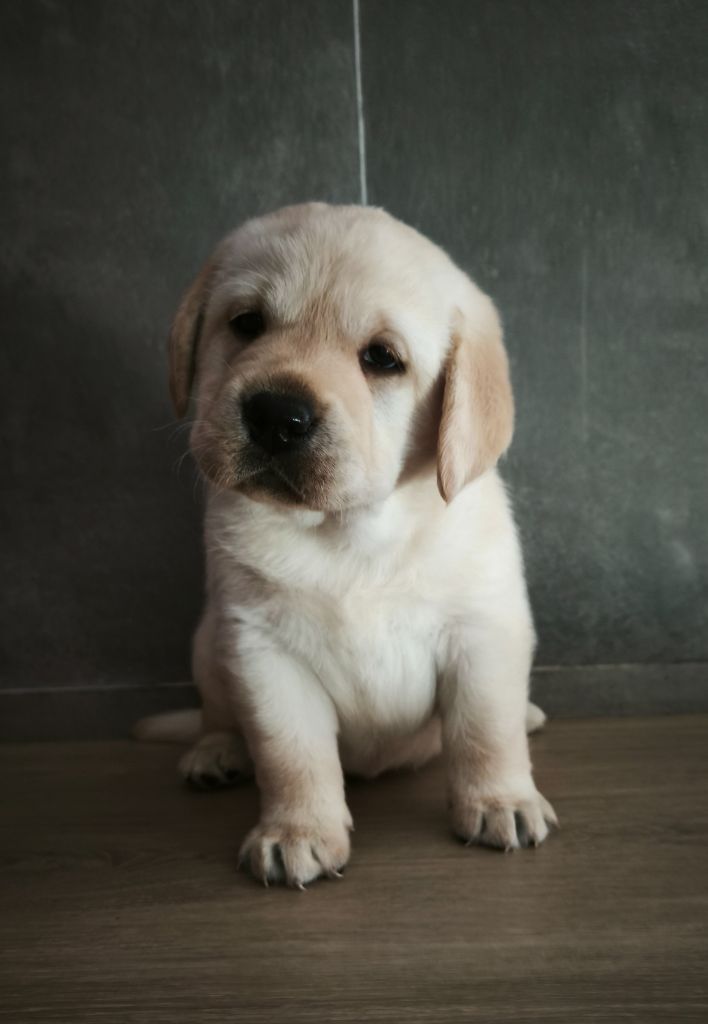 Du Royaume De Lecki - Chiots disponibles - Labrador Retriever