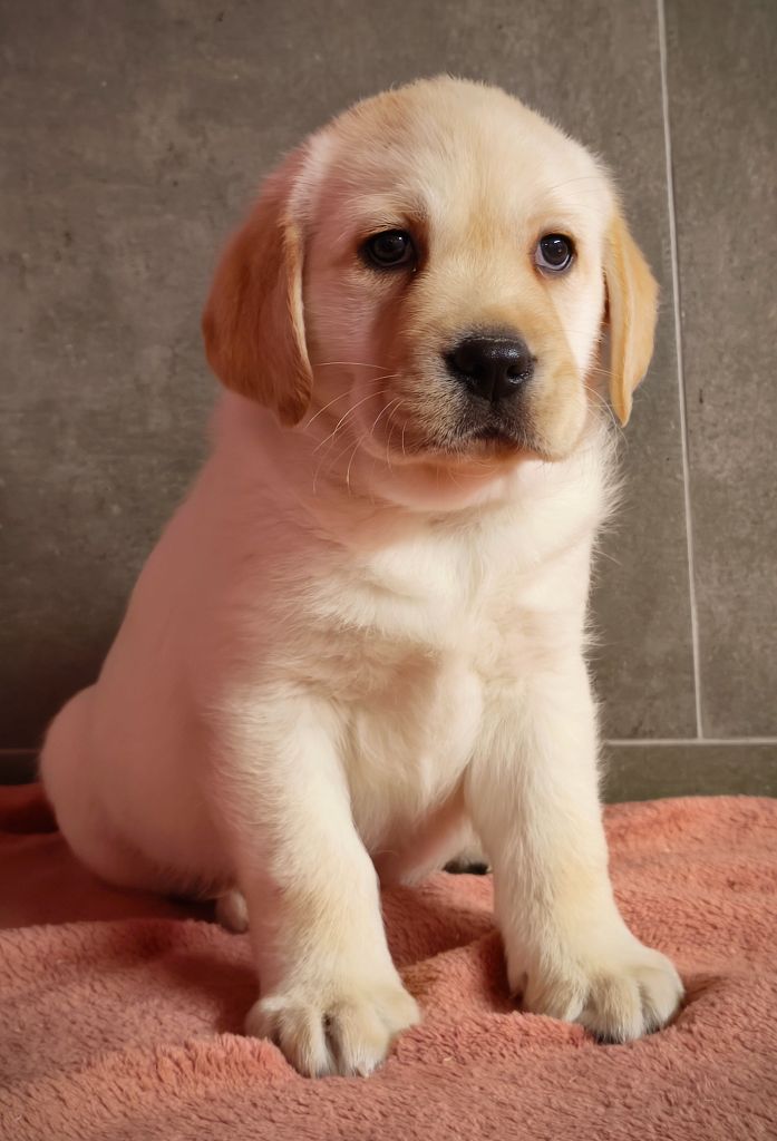 Du Royaume De Lecki - Labrador Retriever - Portée née le 09/11/2024