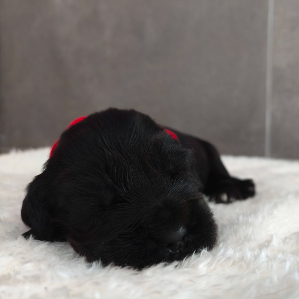 Du Royaume De Lecki - Chiots disponibles - Cocker Spaniel Anglais