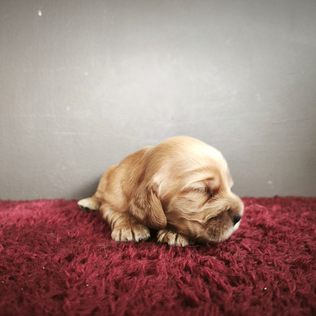 Du Royaume De Lecki - Chiots disponibles - Cocker Spaniel Anglais