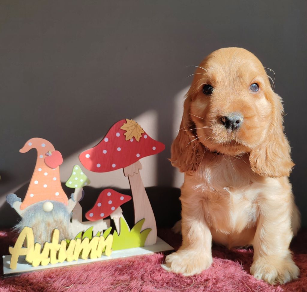 Du Royaume De Lecki - Cocker Spaniel Anglais - Portée née le 26/08/2024