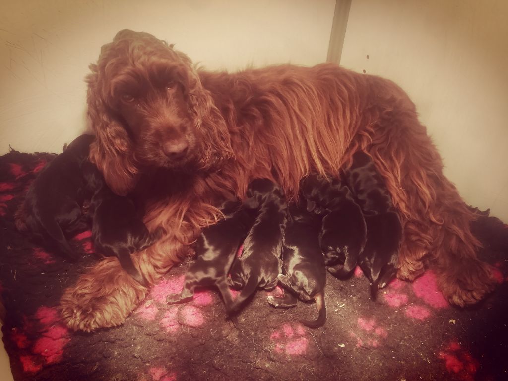 Du Royaume De Lecki - Cocker Spaniel Anglais - Portée née le 03/10/2021