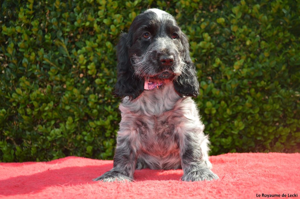 Du Royaume De Lecki - Cocker Spaniel Anglais - Portée née le 26/05/2019