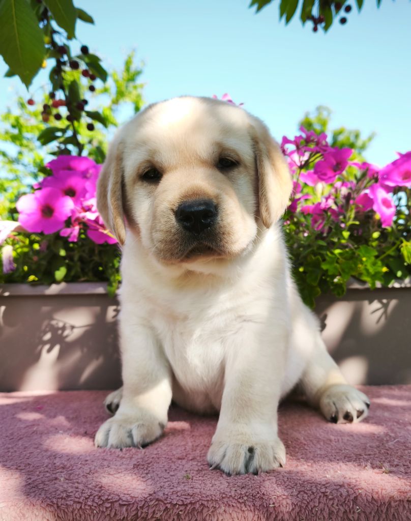 Du Royaume De Lecki - Chiots disponibles - Labrador Retriever