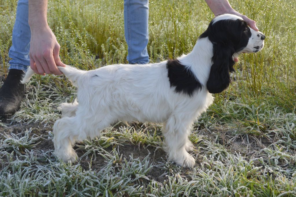 Du Royaume De Lecki - Cocker Spaniel Anglais - Portée née le 30/08/2020