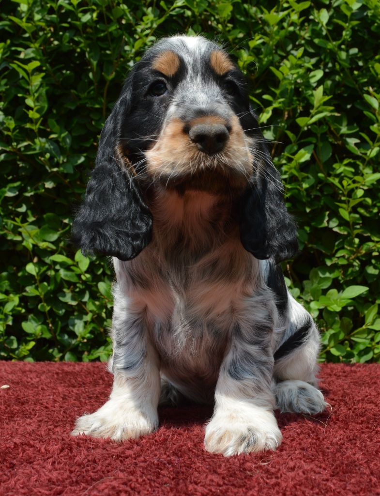 Du Royaume De Lecki - Cocker Spaniel Anglais - Portée née le 31/05/2024