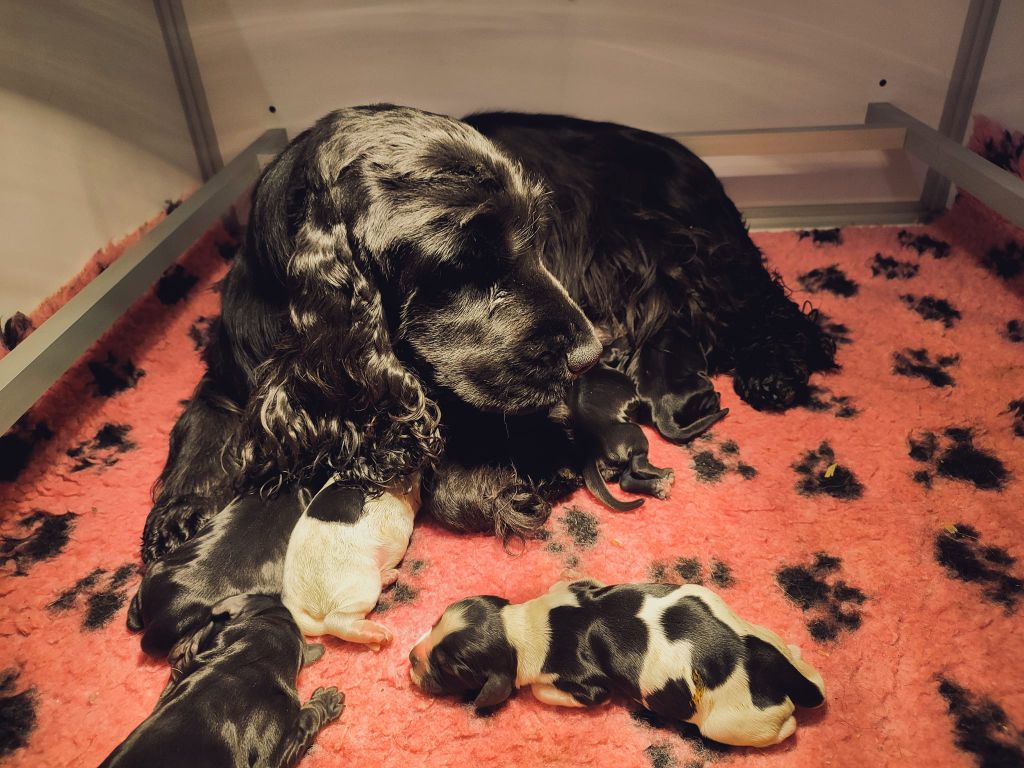 Du Royaume De Lecki - Cocker Spaniel Anglais - Portée née le 20/12/2022