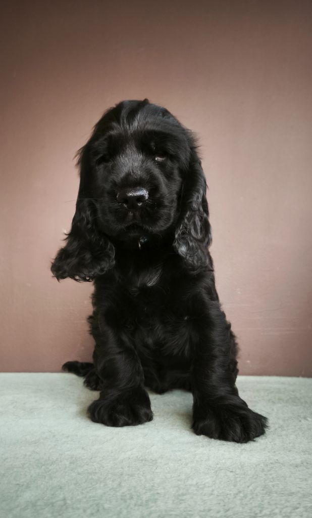 Du Royaume De Lecki - Cocker Spaniel Anglais - Portée née le 19/05/2025